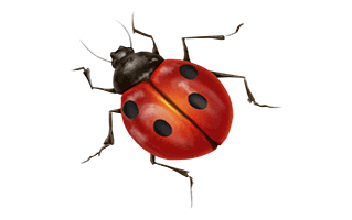Ladybugs Heart Tattoo Ideas