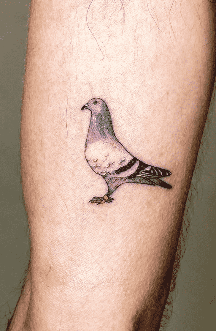 Pigeon Tattoo Photos