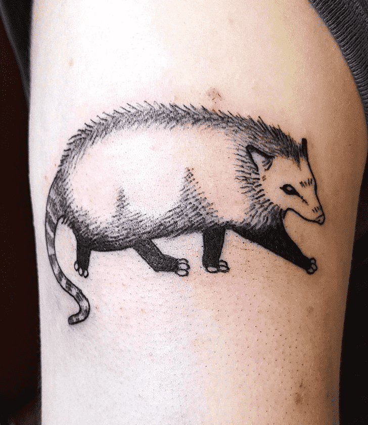 Possum Tattoo Picture