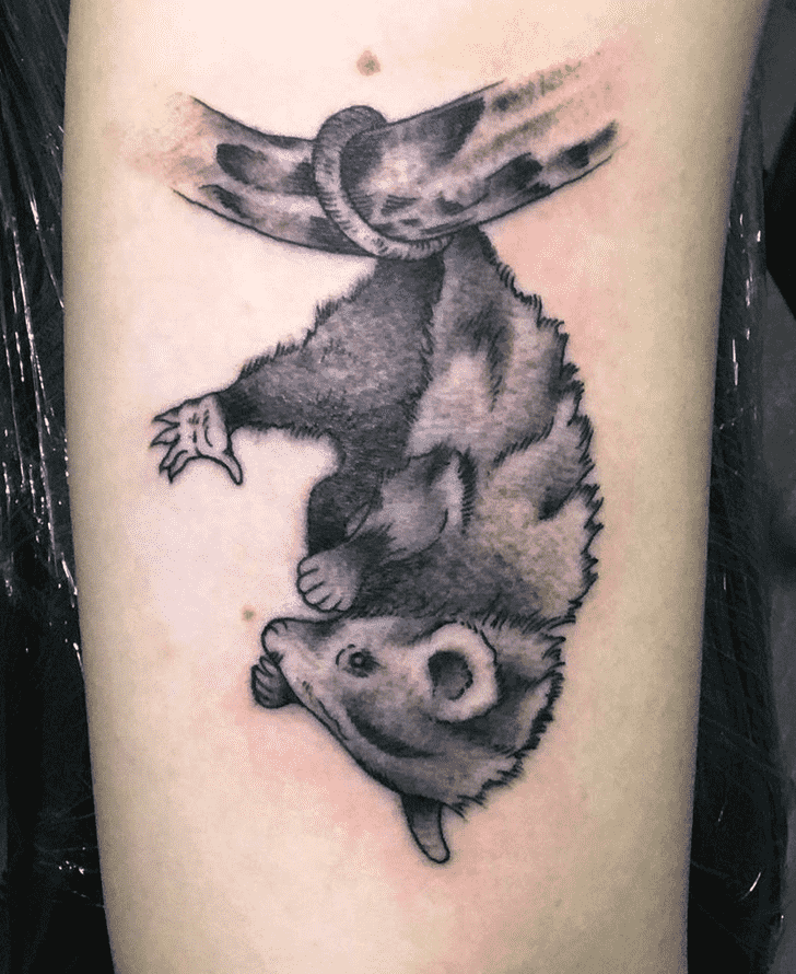 Possum Tattoo Picture