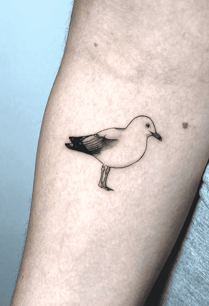 Seagull Tattoo Photos
